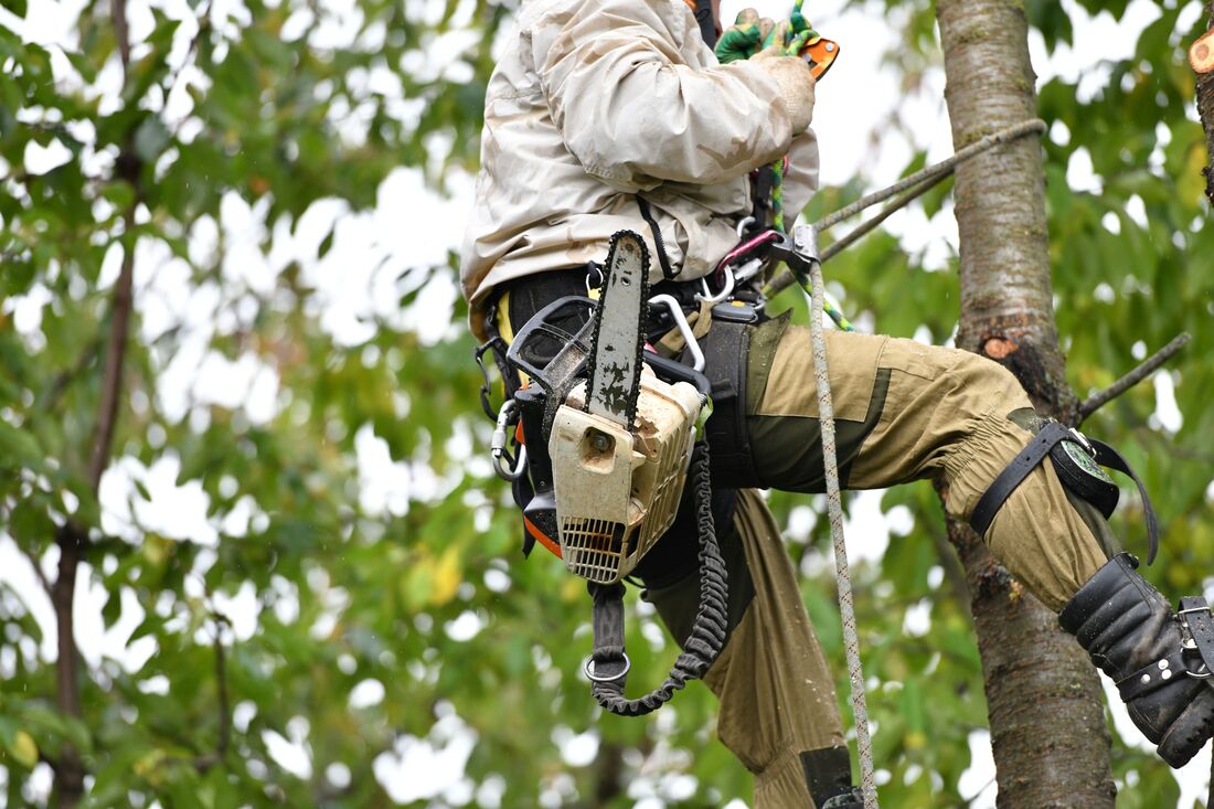 An image of Tree Removal Services in Rohnert Park CA