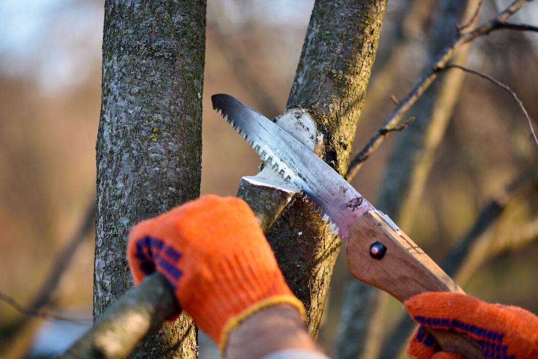 An image of Tree Trimming/Pruning Services in Rohnert Park CA