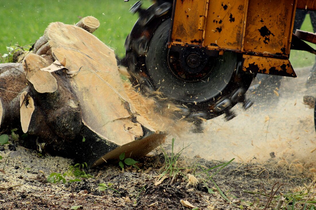 An image of Stump Grinding/Removal Services in Rohnert Park CA