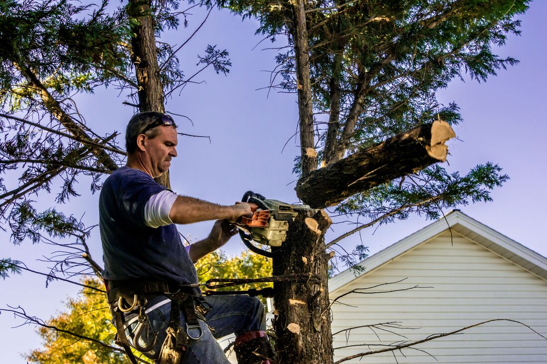 An image of Tree Services in Rohnert Park CA