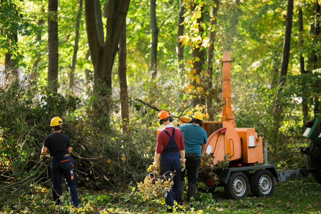 An image of Tree Service in Rohnert Park CA