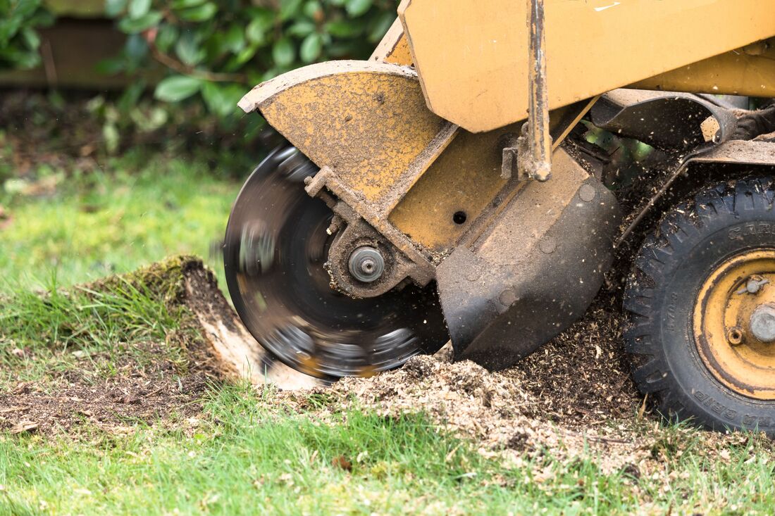 An image of Stump Grinding/Removal in Rohnert Park CA